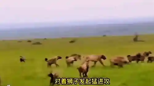 欢乐对决狮子搭配什么阵容(老虎适合什么阵容)插图3