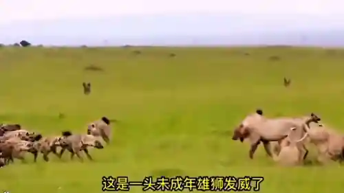 欢乐对决狮子搭配什么阵容(老虎适合什么阵容)插图1