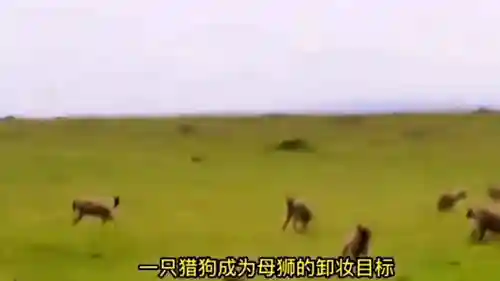 欢乐对决狮子搭配什么阵容(老虎适合什么阵容)插图2