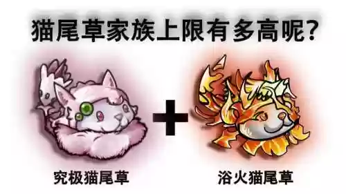 最强阵容猫咪插图1