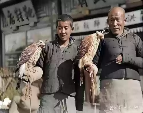 熬鹰阵容插图