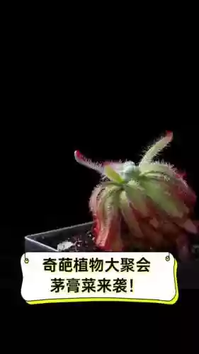植物奇葩阵容插图