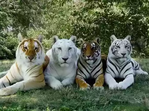 老虎巅峰阵容插图