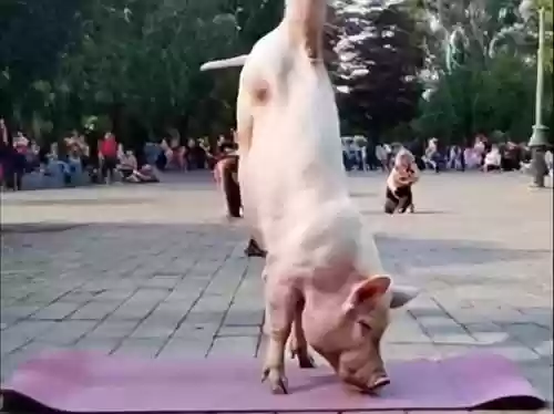 美猪阵容_1插图