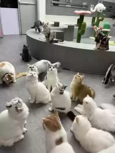 猫c阵容插图1