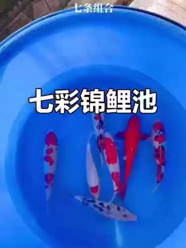 锦鲤阵容搭配插图