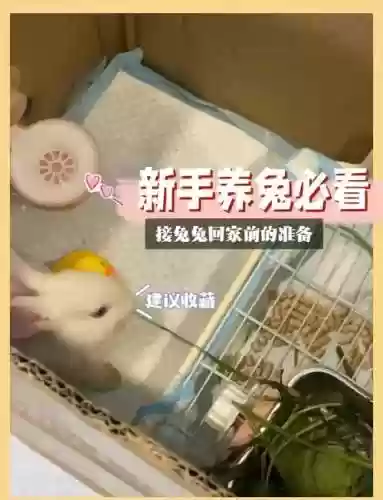 小兔兔回家25关攻略_1插图1