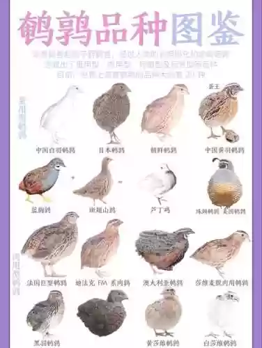 鹌鹑最强阵容搭配，鹌鹑如何配对插图