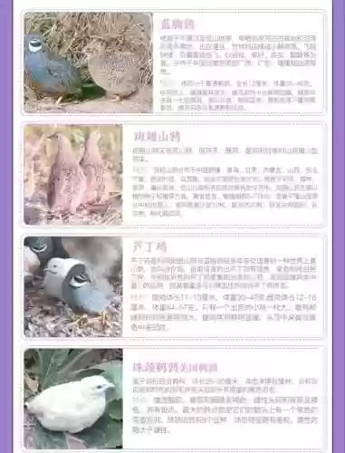 鹌鹑最强阵容搭配，鹌鹑如何配对插图1
