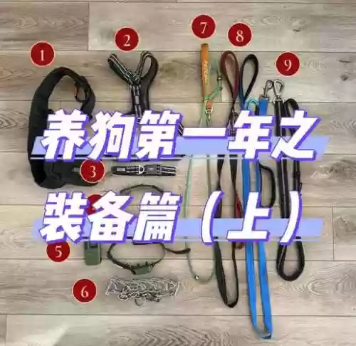宠物装备能锁吗，宠物装备能买吗插图