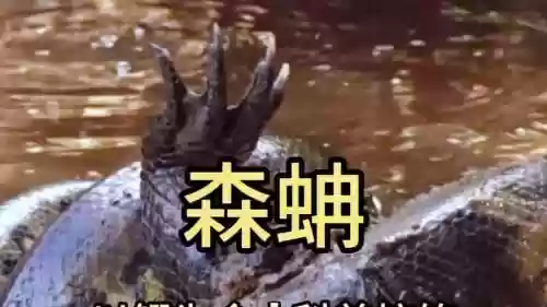 ド淫森攻略，森蚺怎么获得插图1